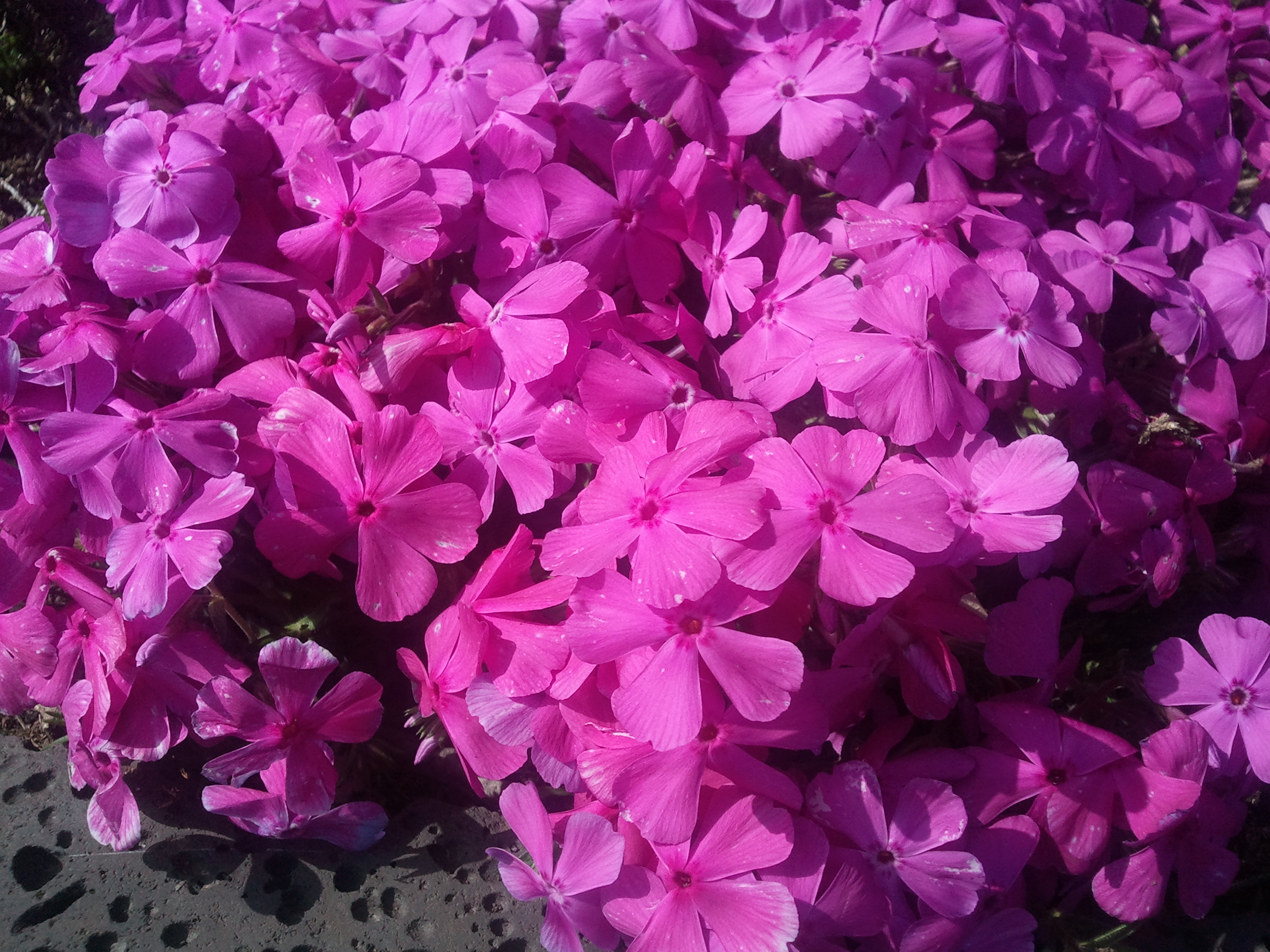 센터 앞 꽃잔디